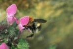 Wildbienen